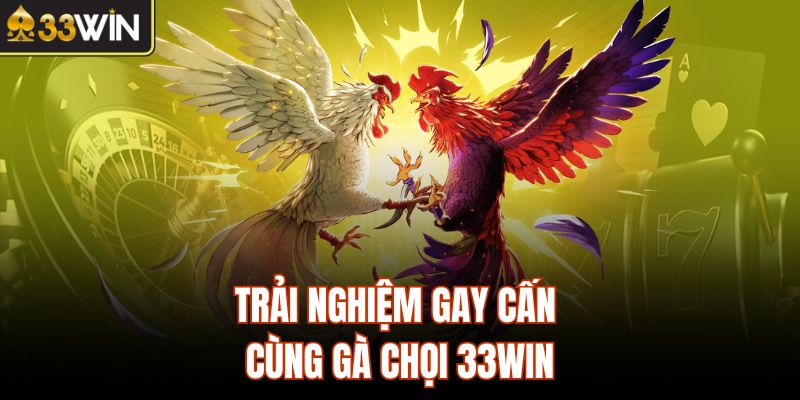 Trải nghiệm gay cấn cùng gà chọi 33Win