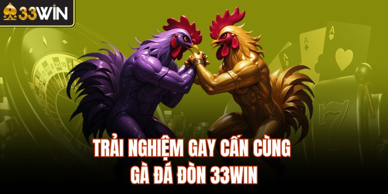 Trải nghiệm gay cấn cùng gà đá đòn 33Win